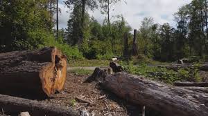 Best Hazardous Tree Removal  in Marsing, ID