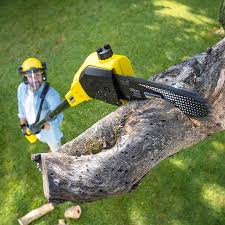 Best Root Management and Removal  in Marsing, ID