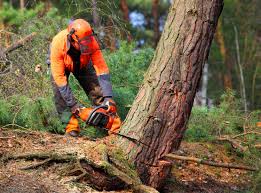 Best Organic Lawn Care Solutions  in Marsing, ID