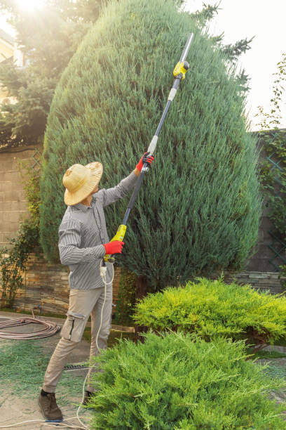 Tree and Shrub Care in Marsing, ID