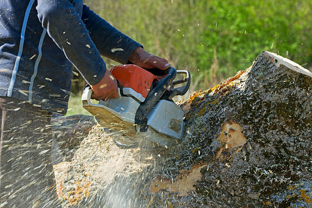 Best Tree Cabling and Bracing  in Marsing, ID