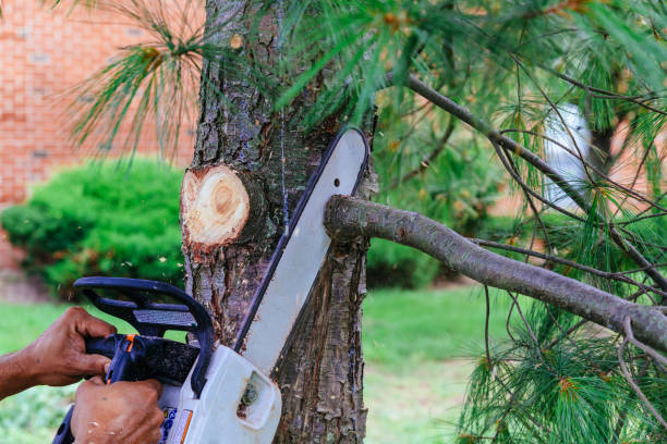 Best Pest Control for Lawns  in Marsing, ID